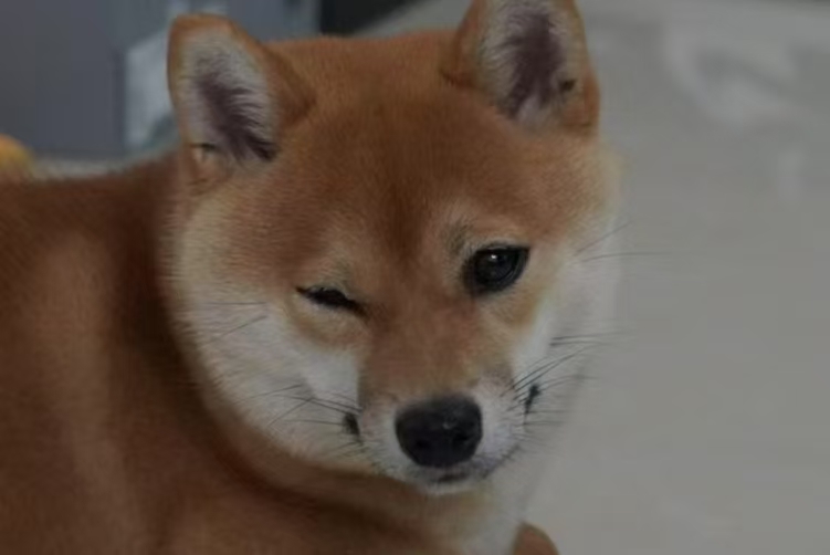 豆豆